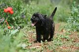 CAIRN TERRIER 592